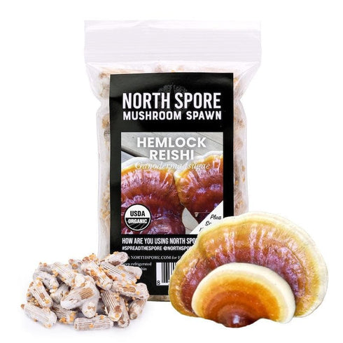 Organic Hemlock Reishi Mushroom Plug Spawn